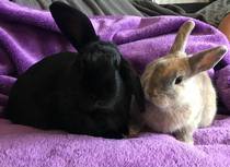 Inspired by the dog thread would anyone like to talk rabbits?