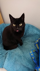 Lucky black cat appreciation thread