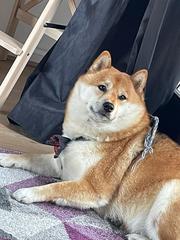 Who fancies a lovely thread filled with dogs?