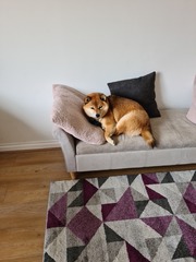 Who fancies a lovely thread filled with dogs?