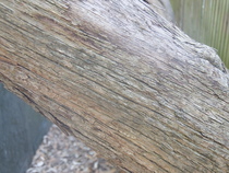 What kind of tree is this?