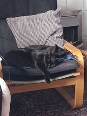Lucky black cat appreciation thread