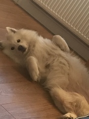 Who fancies a lovely thread filled with dogs?