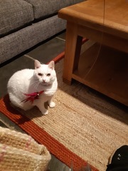 What's your DCat up to today? (Thread 9)