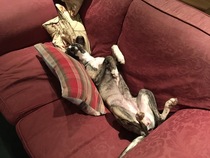 Talk to me about whippet puppies 😁