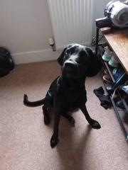 Happy black dog day!