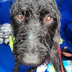 Happy black dog day!