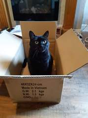 Show me your black cats!