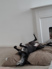 Who fancies a lovely thread filled with dogs?