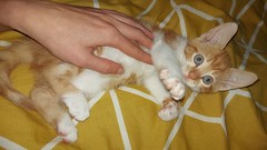 Kitten toys.