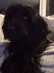 Happy black dog day!