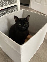 Lucky black cat appreciation thread