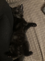 Show me your black cats!