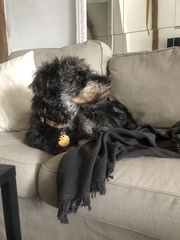 Who fancies a lovely thread filled with dogs?