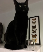 Lucky black cat appreciation thread