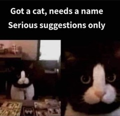 AIBU to miss silly meme threads?