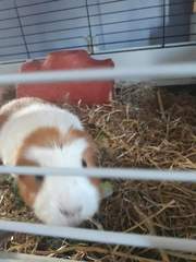 Guinea pig passed away