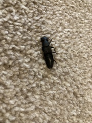 Insect ID help please
