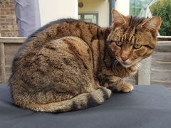 Thug cat part 4.  After all, it's not my Axminster.