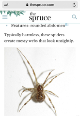 Is this a false widow spider?