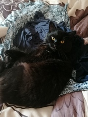 Lucky black cat appreciation thread