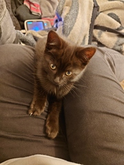 Lucky black cat appreciation thread