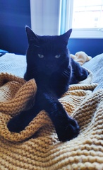 Lucky black cat appreciation thread