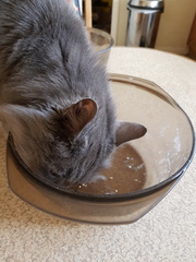 Why does my mucky kitty keep doing this?