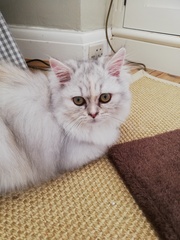 Cat lead or spend a fortune cat proofing the garden?