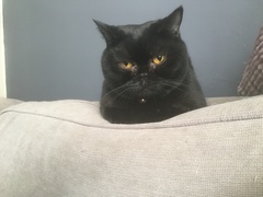 Lucky black cat appreciation thread