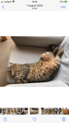 Chew toy for half Bengal