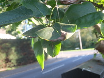 What kind of tree is this?
