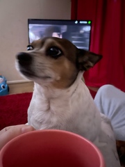 My dog died in my arms unexpectedly and I’m not doing too good