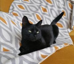 Lucky black cat appreciation thread