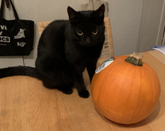 Show me your black cats!
