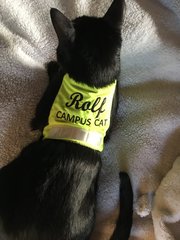 Do your black cats wear collars?
