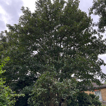 AIBU to think my neighbour should have dealt with this tree 10 years ago