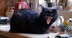 Show me your black cats!