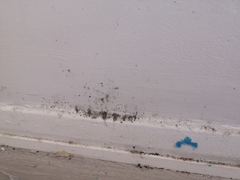 Mould on bedroom wall