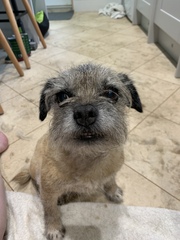 Who fancies a lovely thread filled with dogs?