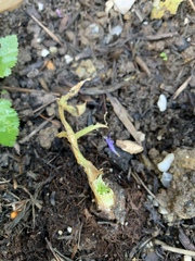First run in with slugs. Any hope for my Angelica Gigas and Astrantia Roma and how do I protect new young plants?