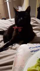 Show me your black cats!