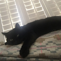 Lucky black cat appreciation thread