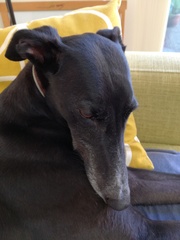 Happy black dog day!