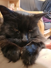 Lucky black cat appreciation thread