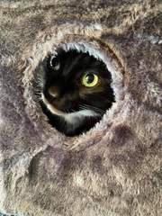Lucky black cat appreciation thread
