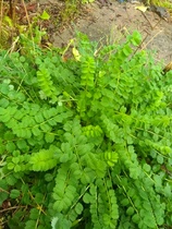 Please help ID this plant