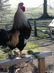 Let's have a cockerel appreciation thread.