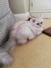 Cat lead or spend a fortune cat proofing the garden?