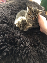 Name my kitten! Photo included :-)